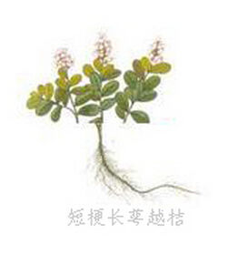 短梗長萼越桔 短梗長萼越桔