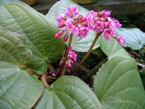 寬萼毛菍 寬萼毛菍