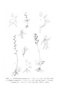 小巧玉鳳花 小巧玉鳳花