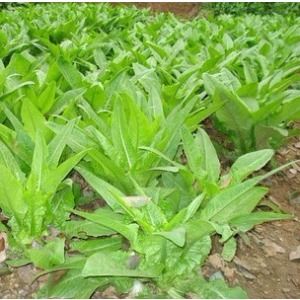 高萵苣 高萵苣