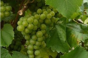 密斯卡岱 密斯卡岱