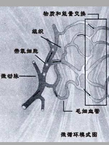 微循環 微循環