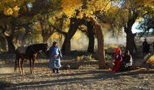 《胡楊女人》劇照