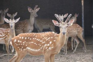 特色養殖 特色養殖
