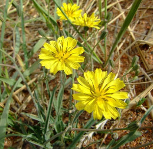 雲南小苦蕒 雲南小苦蕒