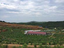 騰輝中藥材專業種植合作社梔子種植基地