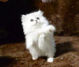 金吉拉貓 金吉拉貓