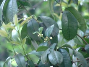 太白鹿角 太白鹿角