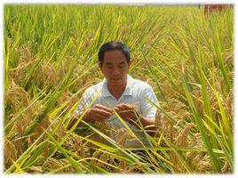 鄧小林[雜交水稻育種專家]