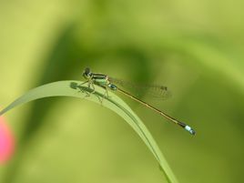 青紋細蟌 青紋細蟌