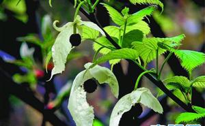 貴州納雍珙桐省級自然保護區