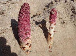 肉蓯蓉茶 肉蓯蓉茶