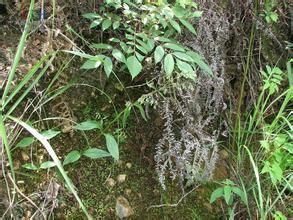 粗毛耳草 粗毛耳草