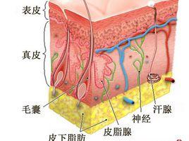 面部角質層 面部角質層