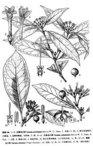 雲南烏口樹 雲南烏口樹