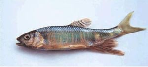 裸腹肓䰾 裸腹肓䰾