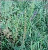 細葉蚊子草 細葉蚊子草