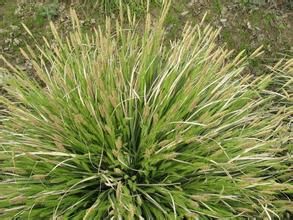 溪生薹草 溪生薹草