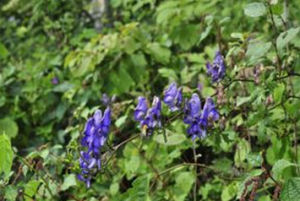 截基鴨綠烏頭 截基鴨綠烏頭