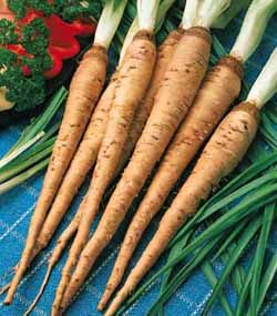 婆羅門參屬植物