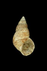 翻唇玉黍螺 翻唇玉黍螺