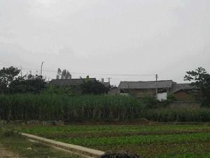 沈崗寨村 沈崗寨村