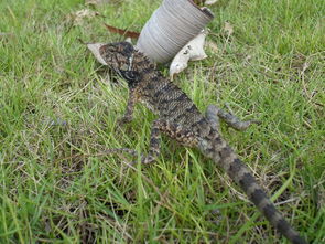 串珠狀蜥蜴 串珠狀蜥蜴