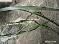 大針薹草 大針薹草