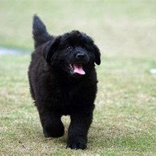 紐芬蘭犬 紐芬蘭犬