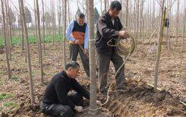 三圩村[江蘇啟東市海復鎮下轄村]