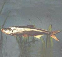 池塘精養翹嘴紅鮊 池塘精養翹嘴紅鮊