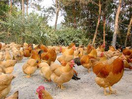 信宜懷鄉雞 信宜懷鄉雞