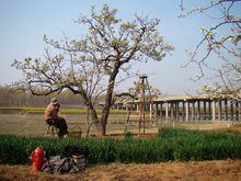 劉村梨園風景區