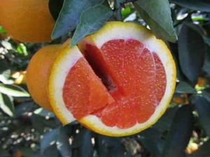 紅晚血橙 紅晚血橙