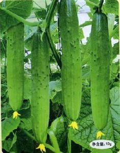 笪橋黃瓜 笪橋黃瓜