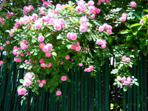 齒萼薔薇 齒萼薔薇