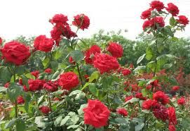 畸花薔薇 畸花薔薇