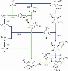 RNA的起源和進化