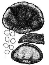 小節纖孔菌 小節纖孔菌