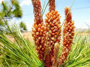 馬尾松花 馬尾松花