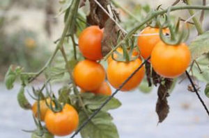 番茄0626 番茄0626