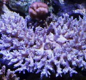 黍軸孔珊瑚