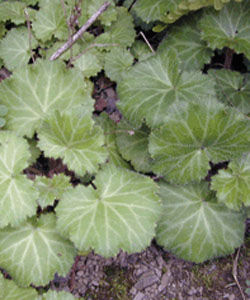 橙黃虎耳草 橙黃虎耳草