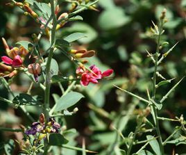 駱駝刺[豆目豆科植物]