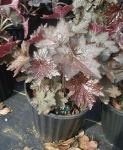 紫葉珊瑚鍾 紫葉珊瑚鍾