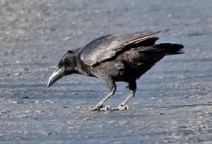 古巴棕櫚鴉 古巴棕櫚鴉