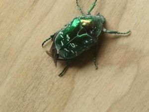 鎖盤蟲屬 鎖盤蟲屬