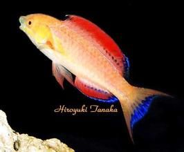 拉氏絲隆頭魚 拉氏絲隆頭魚