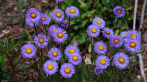 無毛多舌飛蓬 無毛多舌飛蓬