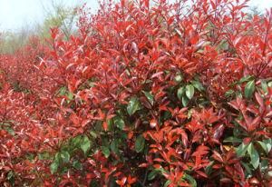 紅葉石楠 紅葉石楠